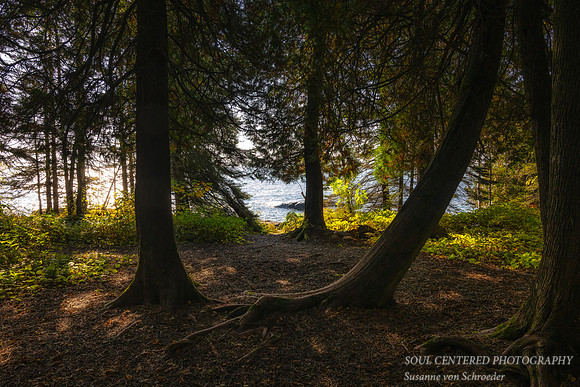 Cedar trees & Lake Superior, Oct. '25