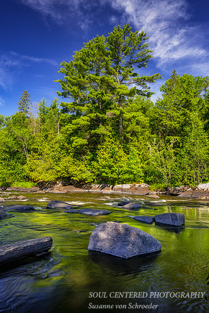 Flambeau river with Pine trees, July '22