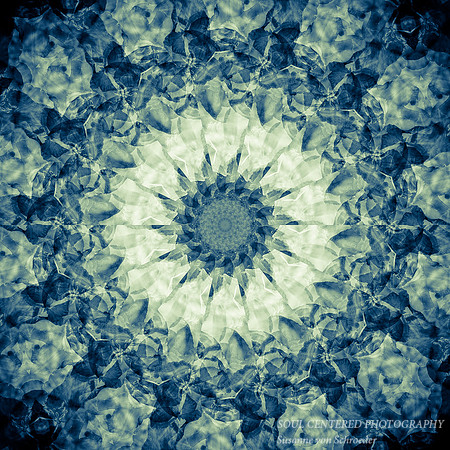 Daylily, blue