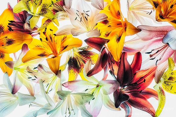 Lilies