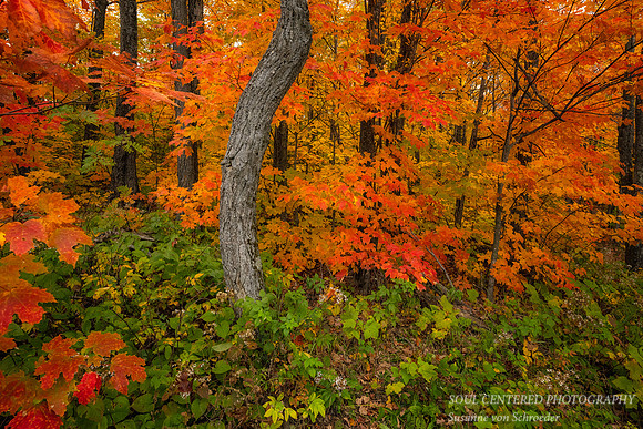 Brilliant fall colors, Oberg Mountain, 2022 2