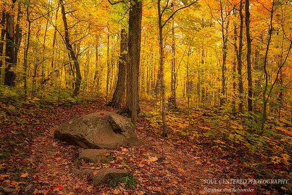 Oberg Mountain trail, fall 2022