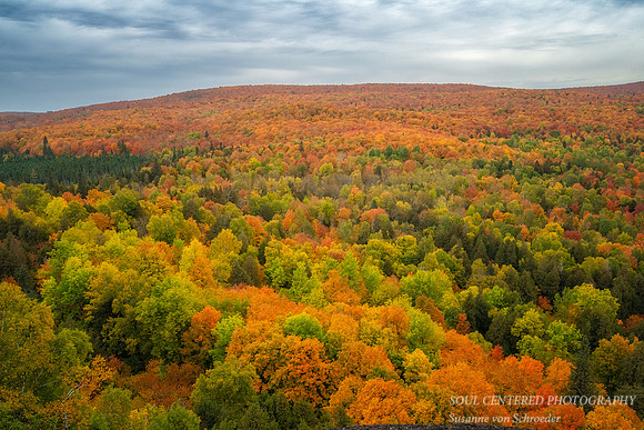 Fall colors, at Oberg Mtn., 2022 2