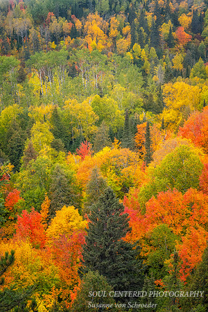 Fall colors, at Oberg Mtn., 2022 1