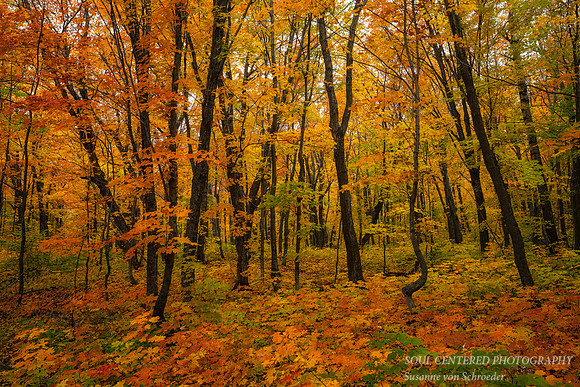Brilliant fall colors, Oberg Mountain, 2022 1
