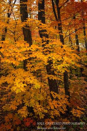 Golden Maple trees, Oberg Mountain, fall 2022