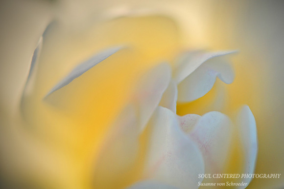 Magnolia 2
