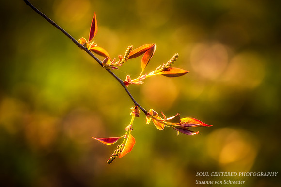 New growth