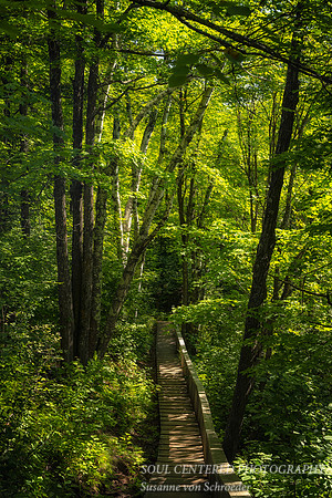Pathway through an enchanted summer forest