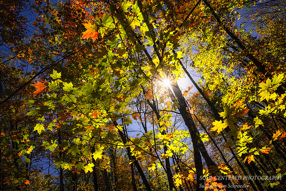 A variety of fall colors with sun