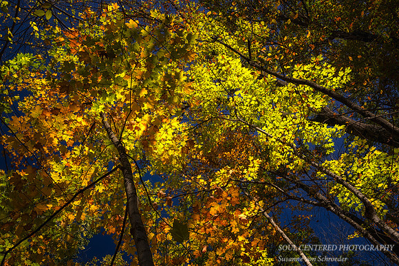A variety of fall colors