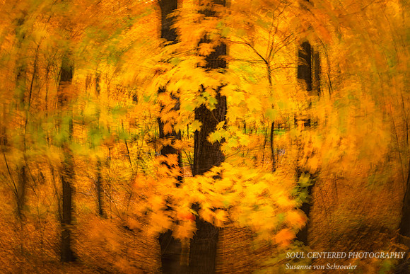 Golden Maple trees, Swirl, October '25