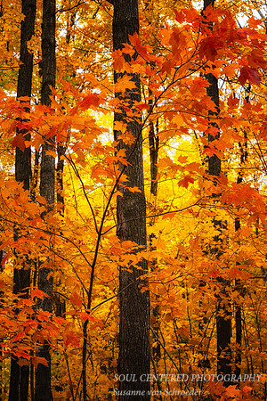 Golden Orange Maple trees, October '25