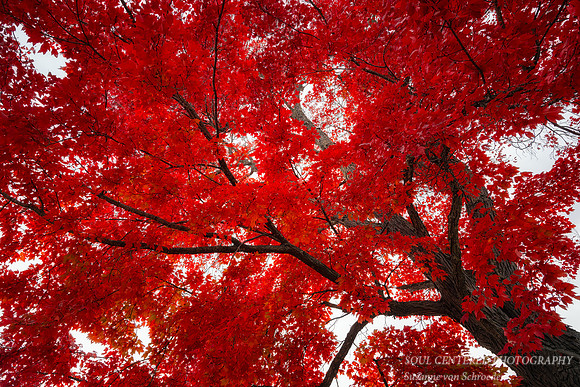 Brilliant Red Maple tree, Oct. '25 2