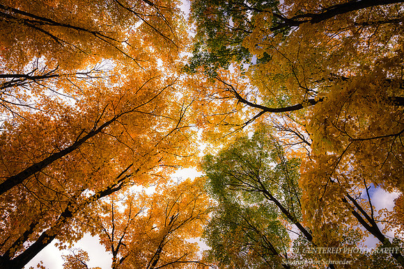 Looking up - forest canopy, late October '25 2