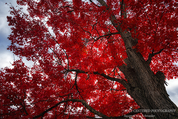 Brilliant Red Maple tree, Oct. '25 1