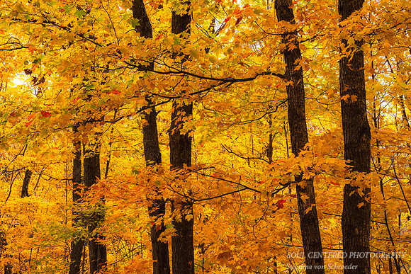 Golden Maple trees, October '25