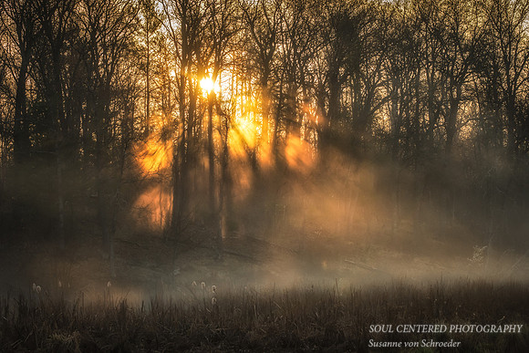 Sunbeams