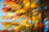 Red & golden Maple