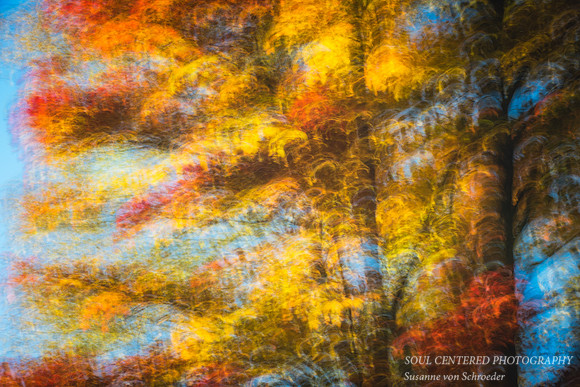 Red & golden Maple