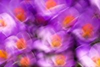 Crocus Painting