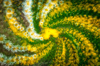 Yellow White Daisy swirl