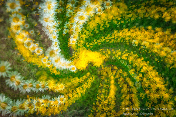Yellow White Daisy swirl