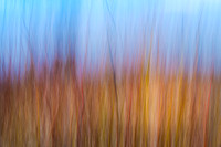 Dogwood and Willow photo art
