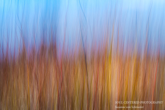 Dogwood and Willow photo art