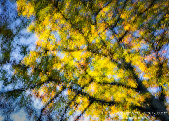 Oak Tree Blur