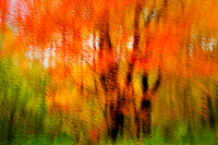 Red Maple abstract