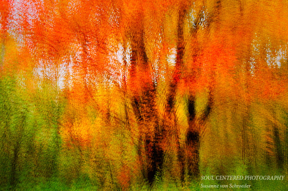 Red Maple abstract