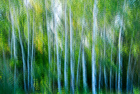 Summer trees