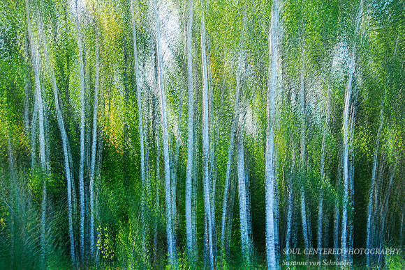 Summer trees