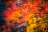 Maple leaves swirling