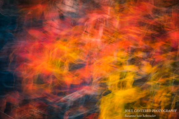Maple leaves swirling