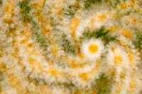 Daisy Swirl