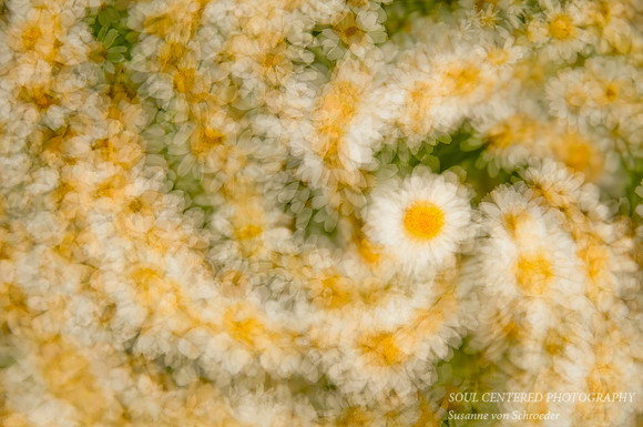 Daisy Swirl