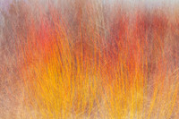Yellow and Red Willow