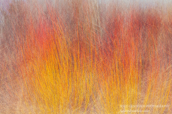 Yellow and Red Willow