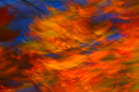 Oak leaves in wind