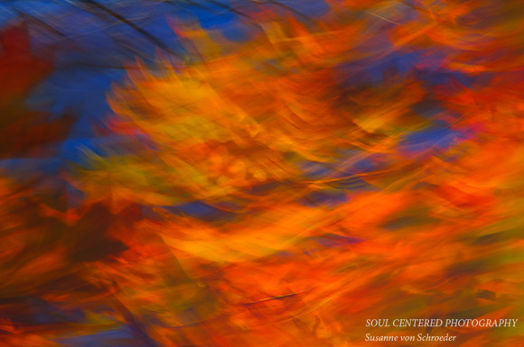 Oak leaves in wind