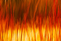 Burning Bush (Dogwood)