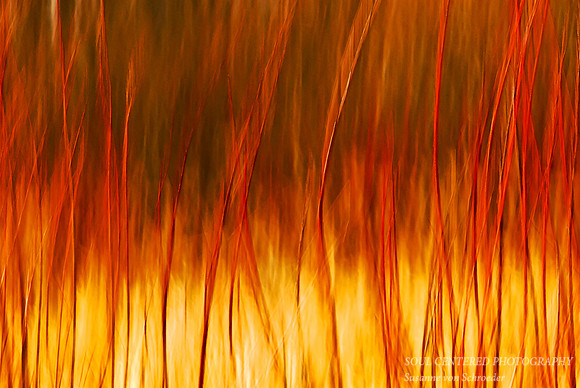 Burning Bush (Dogwood)