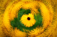Rudbeckia Swirl 2