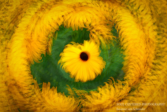 Rudbeckia Swirl 2