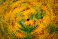 Rudbeckia Swirl 1