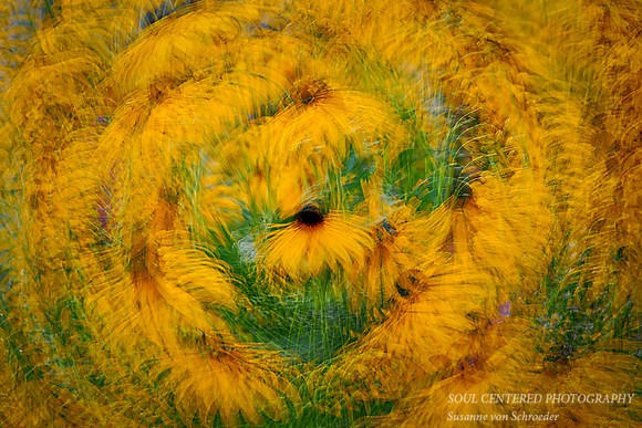 Rudbeckia Swirl 1