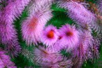 Echinacea Swirl