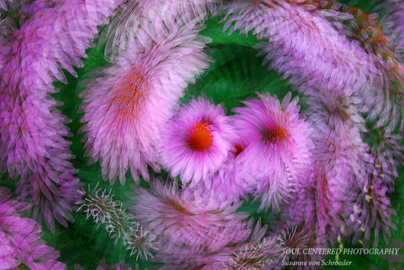 Echinacea Swirl